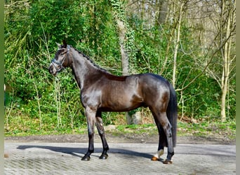 Oldenburgo, Caballo castrado, 4 años, 166 cm, Morcillo