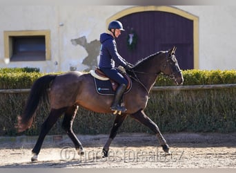 Oldenburgo, Caballo castrado, 4 años, 166 cm, Morcillo