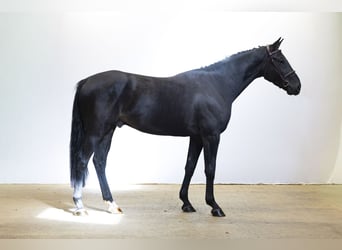Oldenburgo, Caballo castrado, 4 años, 166 cm, Negro