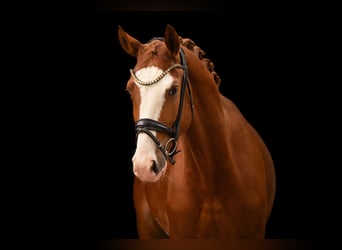 Oldenburgo, Caballo castrado, 4 años, 167 cm, Alazán