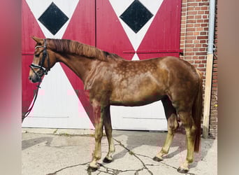 Oldenburgo, Caballo castrado, 4 años, 167 cm, Alazán