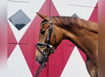 Oldenburgo, Caballo castrado, 4 años, 167 cm, Alazán