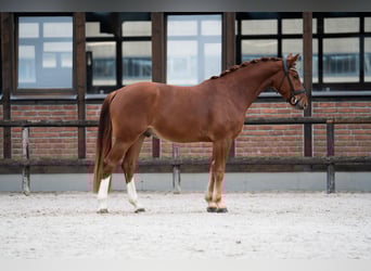 Oldenburgo, Caballo castrado, 4 años, 167 cm, Alazán