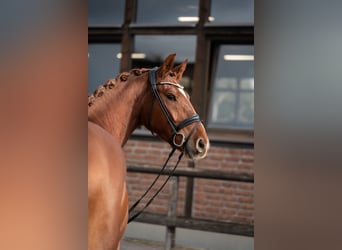 Oldenburgo, Caballo castrado, 4 años, 167 cm, Alazán