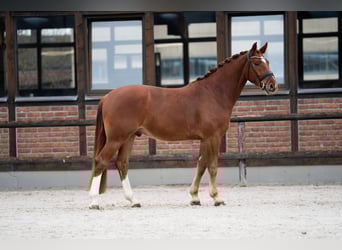 Oldenburgo, Caballo castrado, 4 años, 167 cm, Alazán