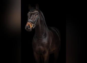 Oldenburgo, Caballo castrado, 4 años, 167 cm, Castaño