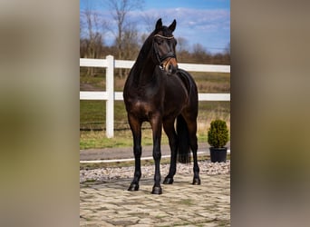 Oldenburgo, Caballo castrado, 4 años, 167 cm, Castaño
