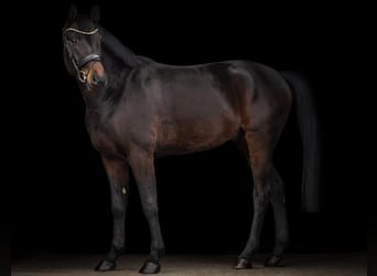 Oldenburgo, Caballo castrado, 4 años, 167 cm, Castaño