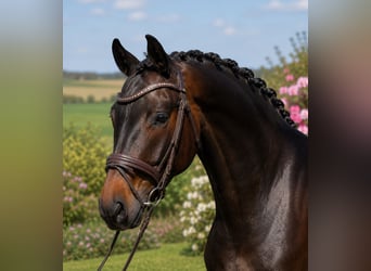 Oldenburgo, Caballo castrado, 4 años, 167 cm, Castaño
