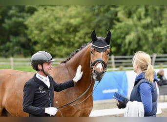 Oldenburgo, Caballo castrado, 4 años, 167 cm, Castaño