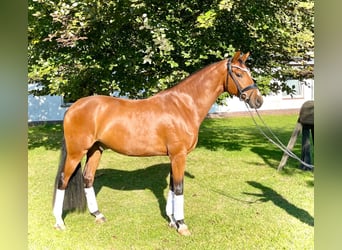 Oldenburgo, Caballo castrado, 4 años, 167 cm, Castaño