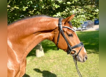 Oldenburgo, Caballo castrado, 4 años, 167 cm, Castaño