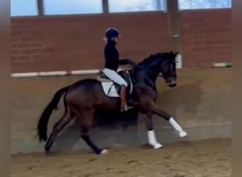 Oldenburgo, Caballo castrado, 4 años, 167 cm, Castaño