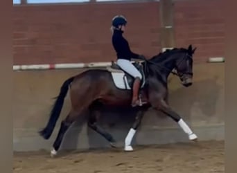 Oldenburgo, Caballo castrado, 4 años, 167 cm, Castaño