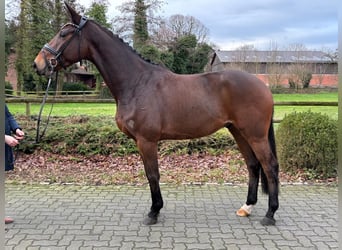 Oldenburgo, Caballo castrado, 4 años, 167 cm, Castaño