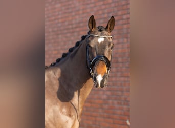 Oldenburgo, Caballo castrado, 4 años, 167 cm, Castaño oscuro