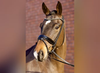 Oldenburgo, Caballo castrado, 4 años, 167 cm, Castaño oscuro