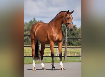 Oldenburgo, Caballo castrado, 4 años, 167 cm, Castaño rojizo