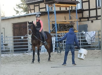 Oldenburgo, Caballo castrado, 4 años, 167 cm, Morcillo