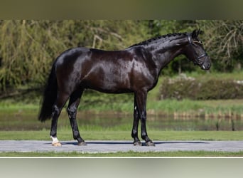 Oldenburgo, Caballo castrado, 4 años, 167 cm, Morcillo