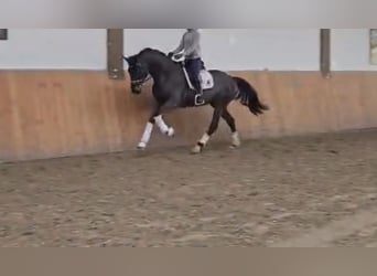 Oldenburgo, Caballo castrado, 4 años, 167 cm, Morcillo
