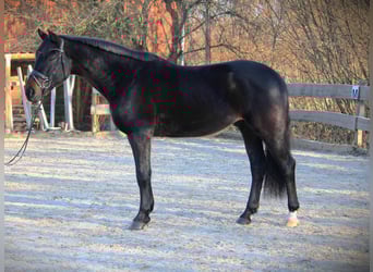 Oldenburgo, Caballo castrado, 4 años, 167 cm, Morcillo
