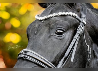 Oldenburgo, Caballo castrado, 4 años, 167 cm, Negro