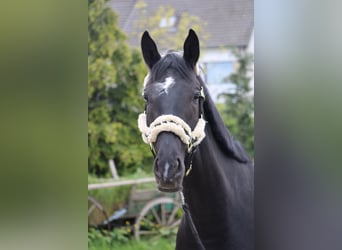 Oldenburgo, Caballo castrado, 4 años, 167 cm, Negro