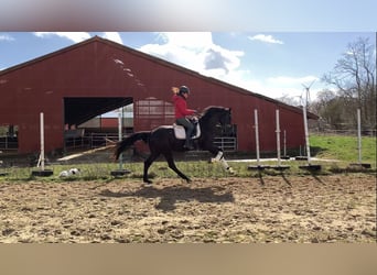 Oldenburgo, Caballo castrado, 4 años, 167 cm, Negro