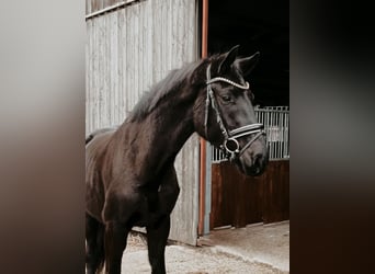 Oldenburgo, Caballo castrado, 4 años, 167 cm, Negro