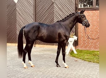 Oldenburgo, Caballo castrado, 4 años, 167 cm, Negro