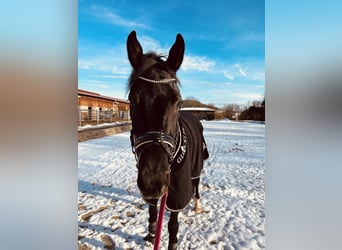 Oldenburgo, Caballo castrado, 4 años, 167 cm, Negro