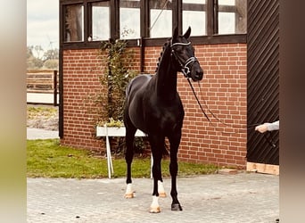 Oldenburgo, Caballo castrado, 4 años, 167 cm, Negro