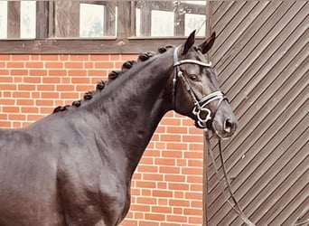 Oldenburgo, Caballo castrado, 4 años, 167 cm, Negro