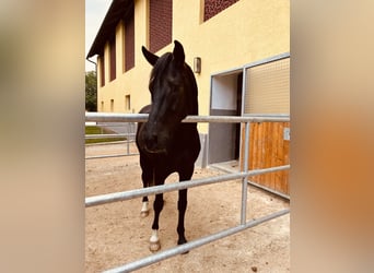 Oldenburgo, Caballo castrado, 4 años, 167 cm, Negro