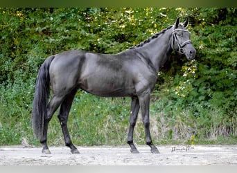 Oldenburgo, Caballo castrado, 4 años, 167 cm, Negro