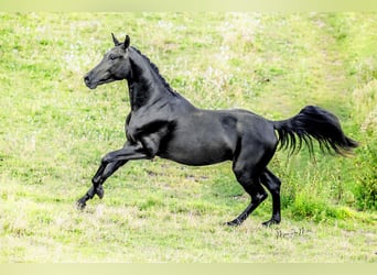 Oldenburgo, Caballo castrado, 4 años, 167 cm, Negro