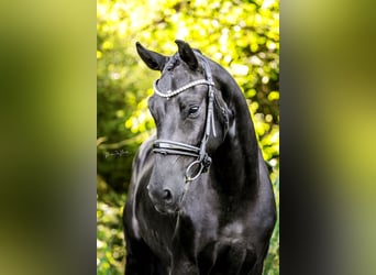 Oldenburgo, Caballo castrado, 4 años, 167 cm, Negro