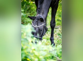 Oldenburgo, Caballo castrado, 4 años, 167 cm, Negro