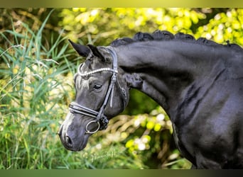 Oldenburgo, Caballo castrado, 4 años, 167 cm, Negro