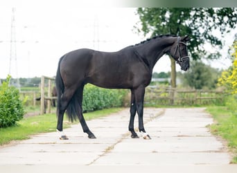 Oldenburgo, Caballo castrado, 4 años, 167 cm, Negro