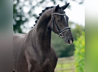 Oldenburgo, Caballo castrado, 4 años, 167 cm, Negro