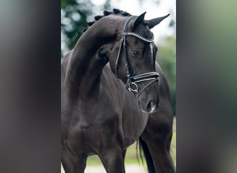 Oldenburgo, Caballo castrado, 4 años, 167 cm, Negro