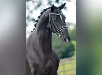 Oldenburgo, Caballo castrado, 4 años, 167 cm, Negro