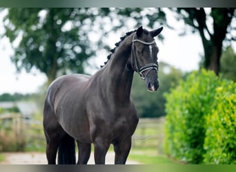 Oldenburgo, Caballo castrado, 4 años, 167 cm, Negro