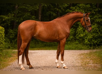 Oldenburgo, Caballo castrado, 4 años, 168 cm, Alazán