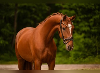 Oldenburgo, Caballo castrado, 4 años, 168 cm, Alazán