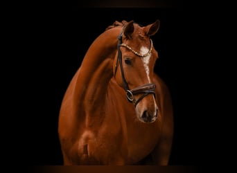 Oldenburgo, Caballo castrado, 4 años, 168 cm, Alazán