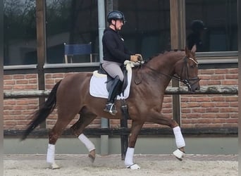Oldenburgo, Caballo castrado, 4 años, 168 cm, Alazán-tostado