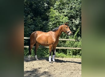 Oldenburgo, Caballo castrado, 4 años, 168 cm, Castaño